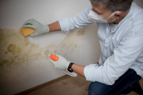 Best Attic Mold Removal  in , LA
