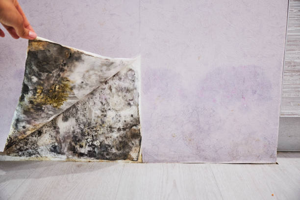 Best Certified Mold Removal  in , LA